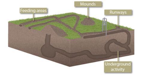 Gophers vs Moles Vs Voles: Everything You Need To Know - Pest Control Gurus