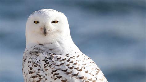 The annual fall migration of snowy owls is underway in Wisconsin