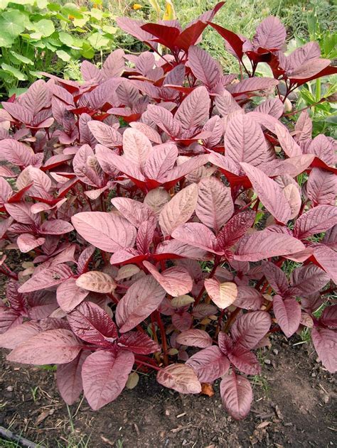 Mall~Kerala Hybrid High Yield Rich Red Amaranthus Spinach Seeds for ...