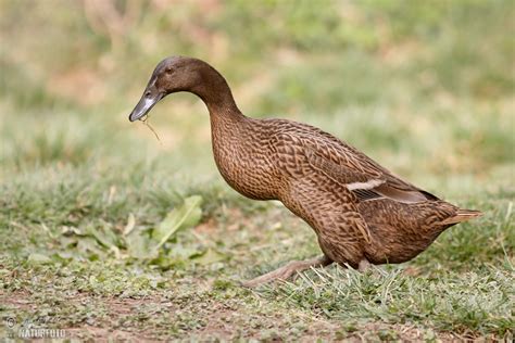 Indian Runner Duck Photos, Indian Runner Duck Images, Nature Wildlife ...