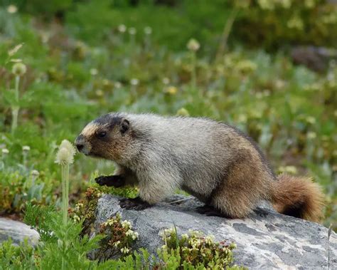 Hoary Marmot - Facts, Diet, Habitat & Pictures on Animalia.bio