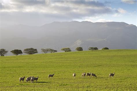 Green pastures and sheep stock photo. Image of growth - 35515782