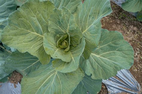 Cabbage garden field when harvest season with array planting. The photo is suitable to use for ...