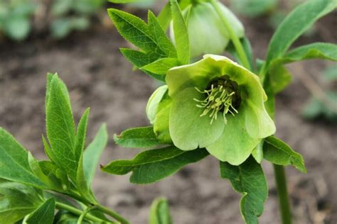 Ultimate Guide to Hellebore Flower Meaning and Symbolism - Petal Republic