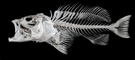 Modeling the Fish | Anatomy for artists, Skeleton drawings, Fish skeleton