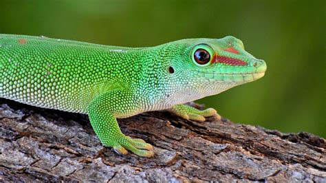 Download wallpaper 1920x1080 gecko, reptile, lizard, green full hd ...