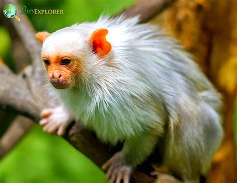 White Monkeys | Types of White Monkeys | BioExplorer