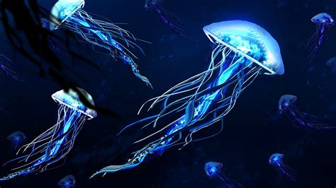 21 Jellyfish Wallpapers - Wallpaperboat