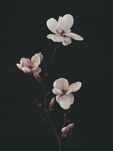 Saucer Magnolia on Behance