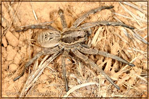 Lycosa tarantula (Linnaeus, 1758) – ArachnoPhoto