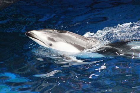 Baby Pacific White-Sided Dolphin Born at Shedd Aquarium | Nature World News