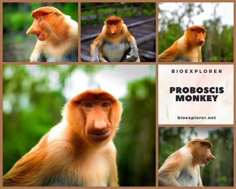 Proboscis Monkey Characteristics | Nasalis Larvatus Diet & Facts