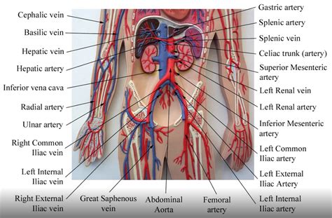 Anatomy Blood Vessels Model | Images and Photos finder