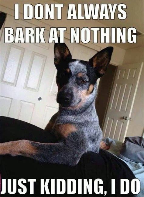 Why Dogs Bark At Nothing - Gimera