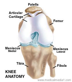 Anatomy of the Knee Joint | Paley Orthopedic & Spine Institute