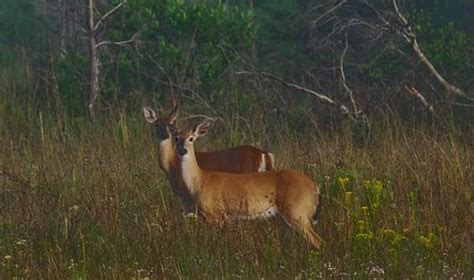 Minnesota tweaks CWD regulations ahead of deer hunting season | CIDRAP