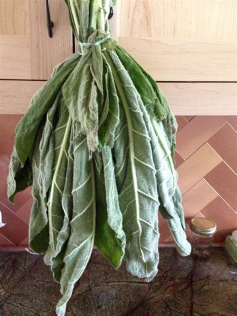 Mullein drying | Medicinal herbs garden, Medicinal herbs, Herb garden