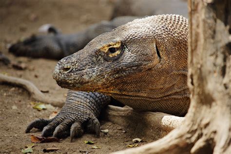 Hunting the Dragon at Komodo - Asia 361