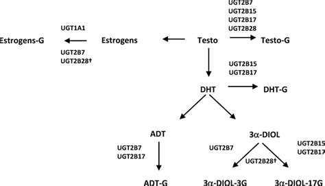 Reported specificity of UGT enzymes for sex steroids. †, The... | Download Scientific Diagram