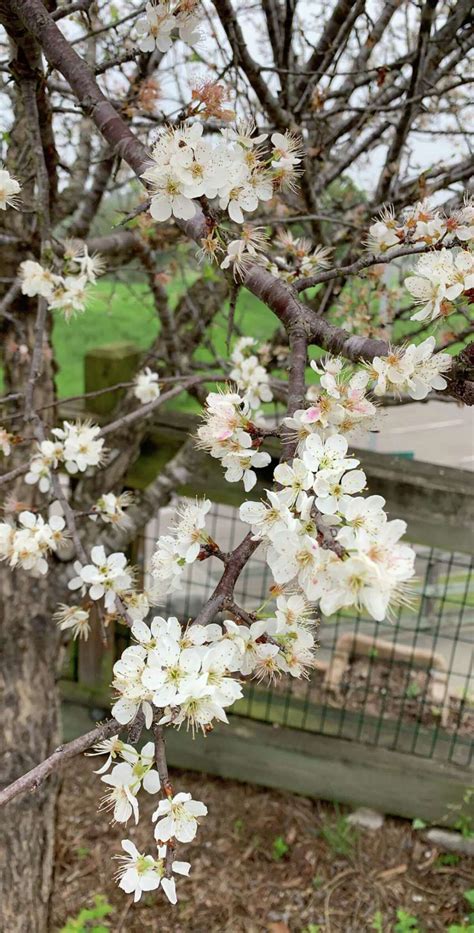 A guide to the small trees you should plant in your San Antonio garden ...