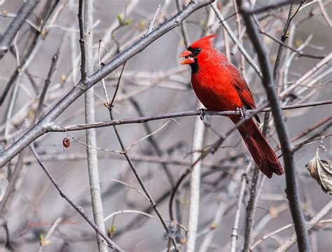 Northern Cardinal Feeding Photograph by Ed Peterson - Fine Art America