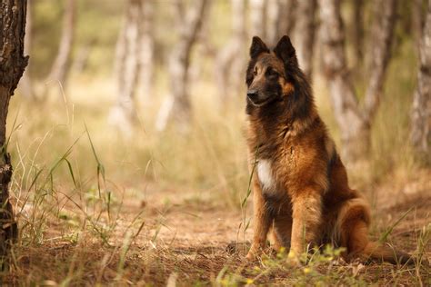 Belgian Tervuren - All Big Dog Breeds