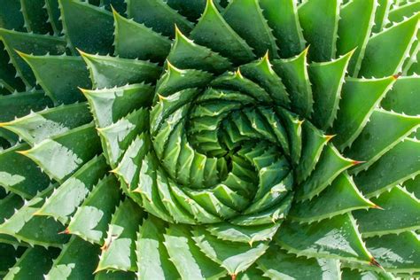 Spiral Aloe (Aloe Polyphylla): Care & Growing Guide