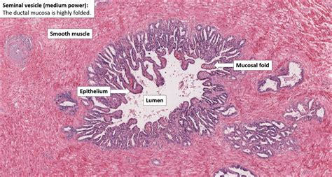 Seminal vesicle – Normal Histology – NUS Pathweb :: NUS Pathweb