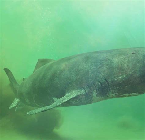 Greenland Sharks Are Now Under Increased International Protection ...