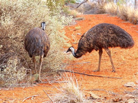 What Do Emus Eat? (Complete Guide) | Birdfact