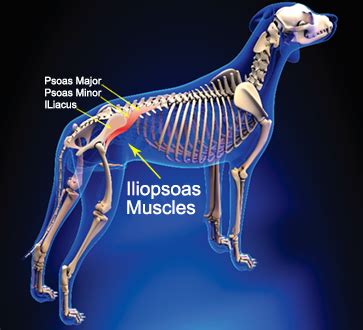 Iliopsoas Muscle Dog