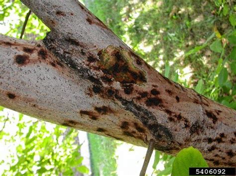 Bug-Borne Tree Disease Affecting Black Walnut is Spreading from West Coast to East Coast of ...