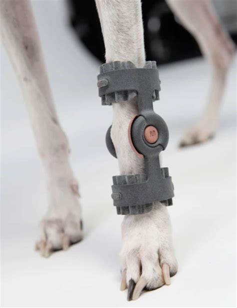 Wimba Aims to Mainstream 3D Printed Animal Prosthetics - 3DPrint.com | The Voice of 3D Printing ...