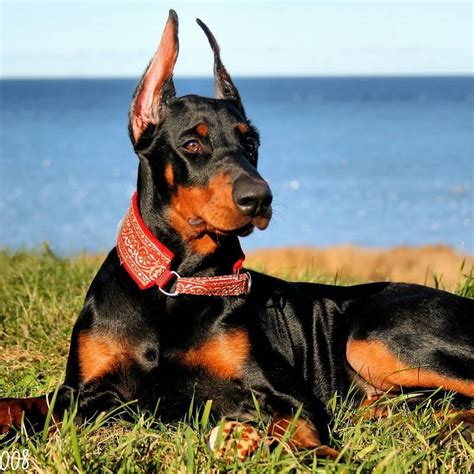 Doberman Pinscher collection