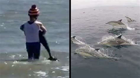 Baby Dolphin Rescued & Pod Puts On A Show | RTM - RightThisMinute