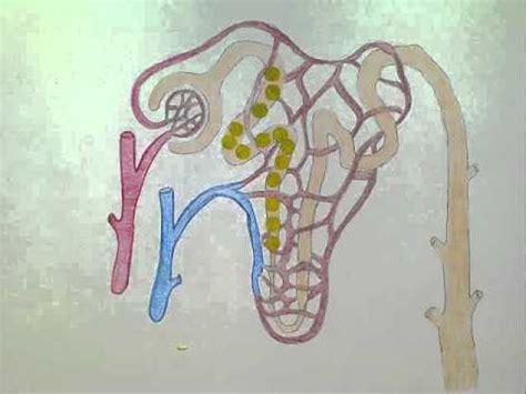 urine formation animation - YouTube