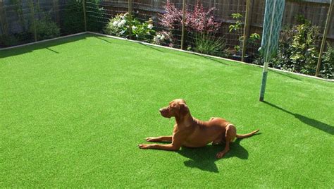 Artificial Grass Installation And Pets - The Garden Guide