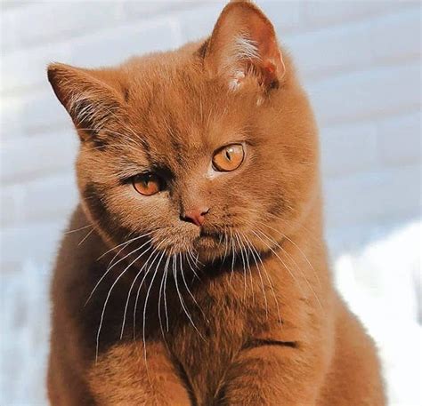 Cat Chit Chat: Pictures of cats: cinnamon British Shorthair