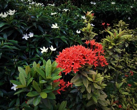 Flower Ixora Nature - Free photo on Pixabay - Pixabay