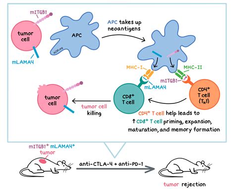 A little help from CD4+ T cells enables immunotherapy success