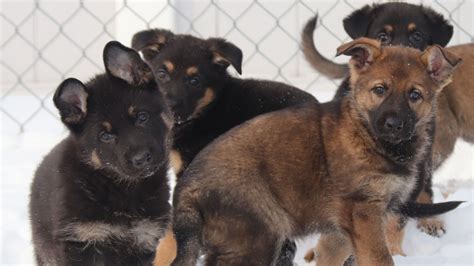 Mounties want your help naming the next RCMP dogs | CTV News