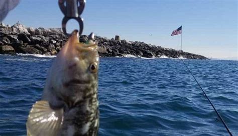 Calico Bass Fishing Tips: How to Catch Kelp Bass - Cast & Spear