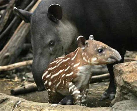 Baby Tapir at the Zoo, National Tapir Day on Saturday - Ambergris Caye Belize Message Board