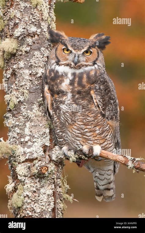 Great Horned Owl (Bubo virginianus), Howell Nature Center, Michigan ...