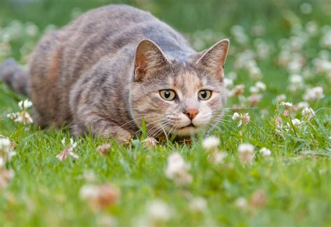 How Do Cats Hunt? Vet-Approved Instincts & Methods Explanation - Catster