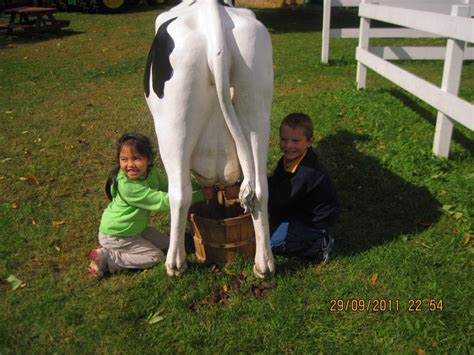 milking a cow... taking a trip to a dairy farm to show Gregory where milk comes from... taste ...