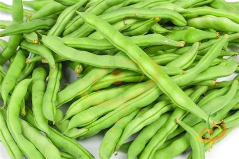 Green Bean Varieties, Types of Green Beans