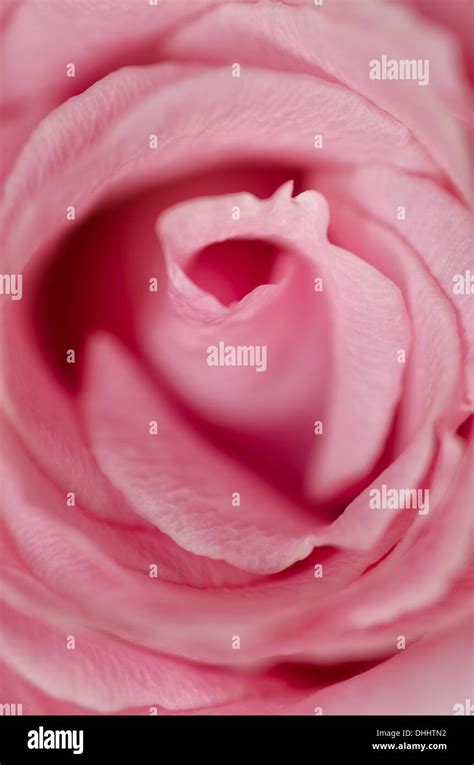 English candy pink rose details of flower whorls and overlapping petals ...