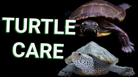 BASIC TURTLE CARE - EVERYTHING you need to know about turtle care for beginners - YouTube