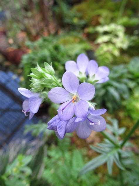 高山植物で癒される・・・: ミャーの星2